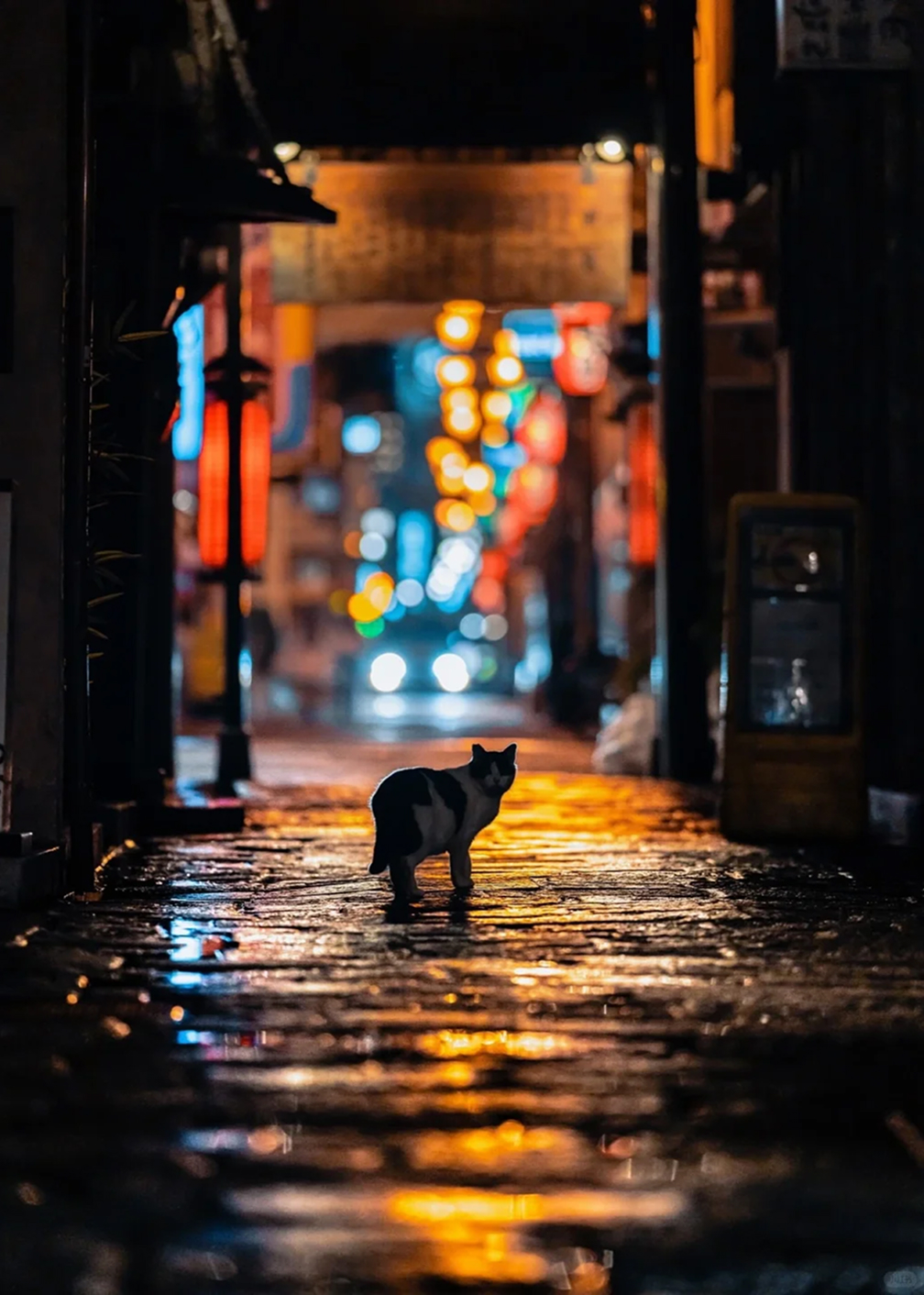 A cat in a glowing alley
